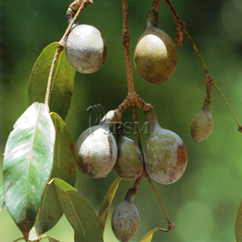 gnetum